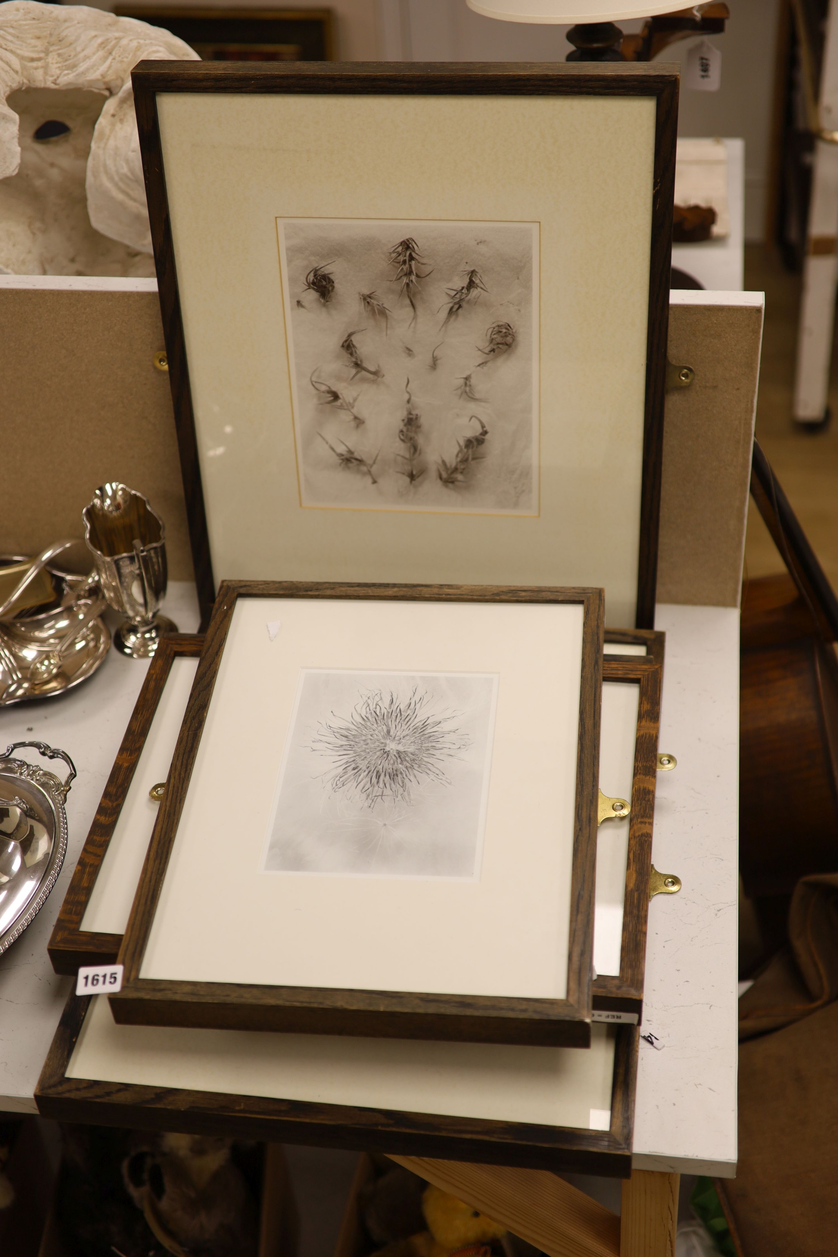 John Blakemore (1936-), five black and white photographs from The Thistle Series, largest 27 x 21cm